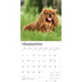 thumbnail image 4 of Cavalier King Charles Spaniels | 2026 12x24" (Hanging) Wall Calendar | Plastic-Free, 4 of 9