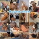 thumbnail image 5 of Bienvenido Sudadera con capucha para mascotas, sudadera con capucha otoño/invierno para perros, piernas cálidas para mascotas, 5 of 5