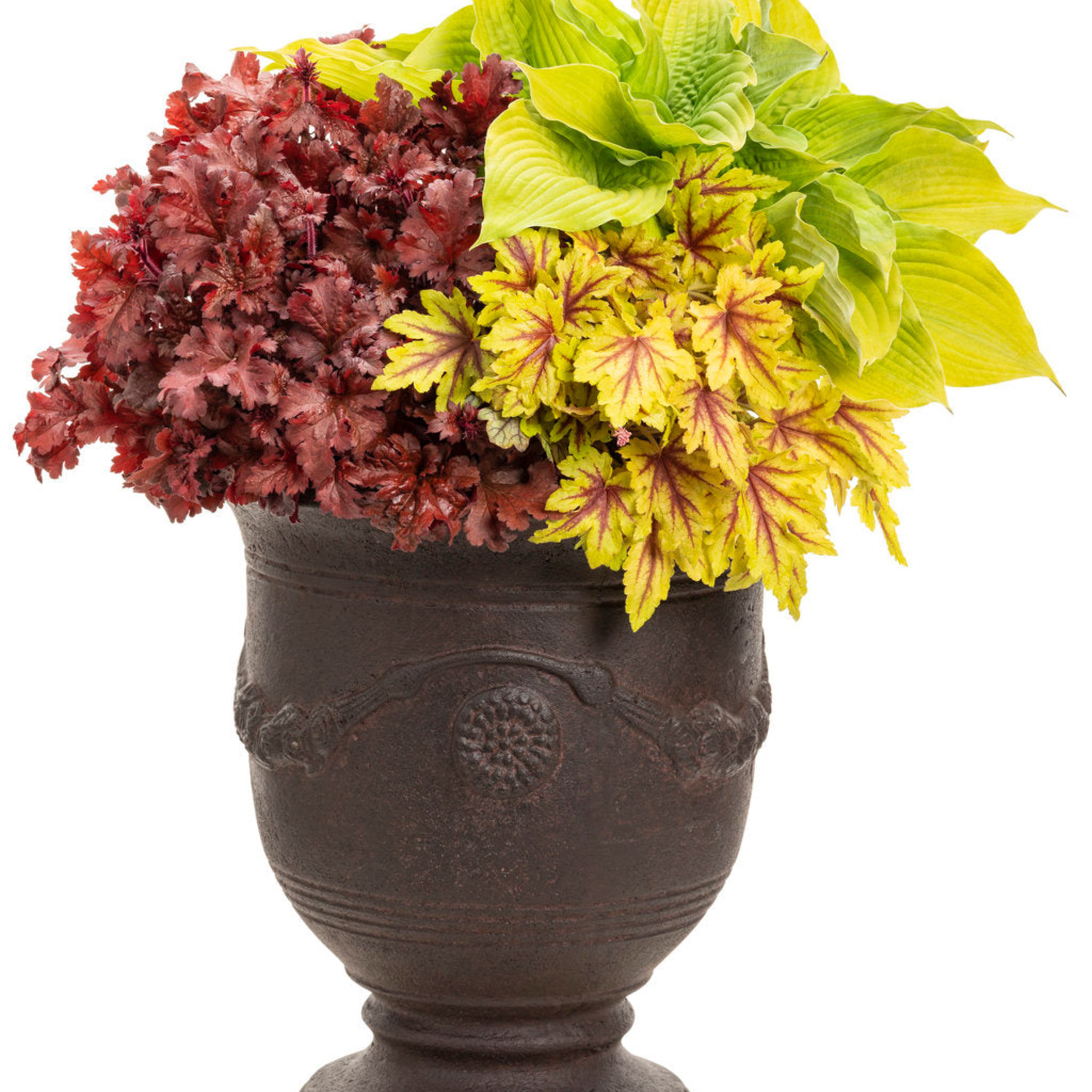 Proven Winners 5" Red Dolce 'Cherry Truffles' Coral Bells Live Plant in 4.5" Pot