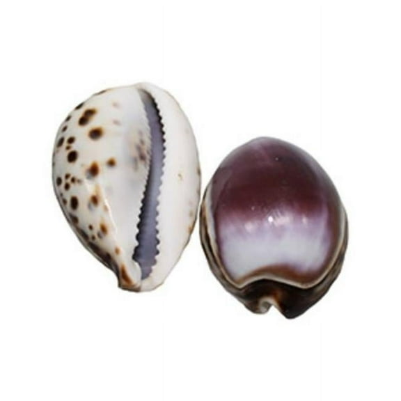 U.S. Shell 08028 Tiger Cowrie, Purple - 2 Piece