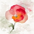thumbnail image 2 of Loreth, Lanie 20x20 Black Ornate Wood Framed with Double Matting Museum Art Print Titled - Translucent Poppy I, 2 of 4