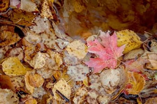 The Last Leaf Canva