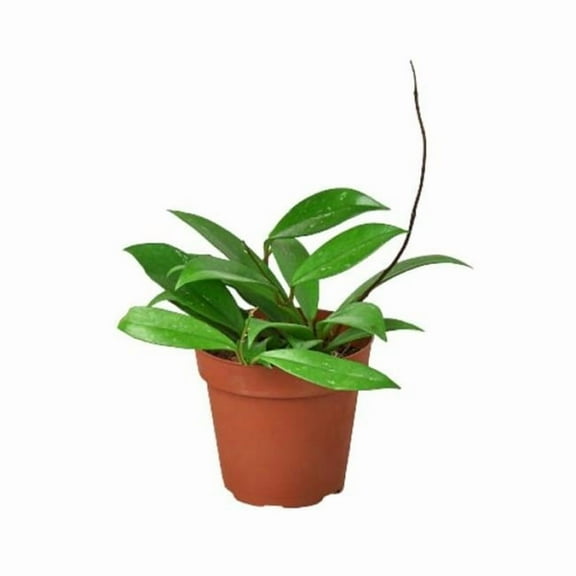 4-HOYA-PUBLICALYX 4 in. Hoya Publicalyx Pot