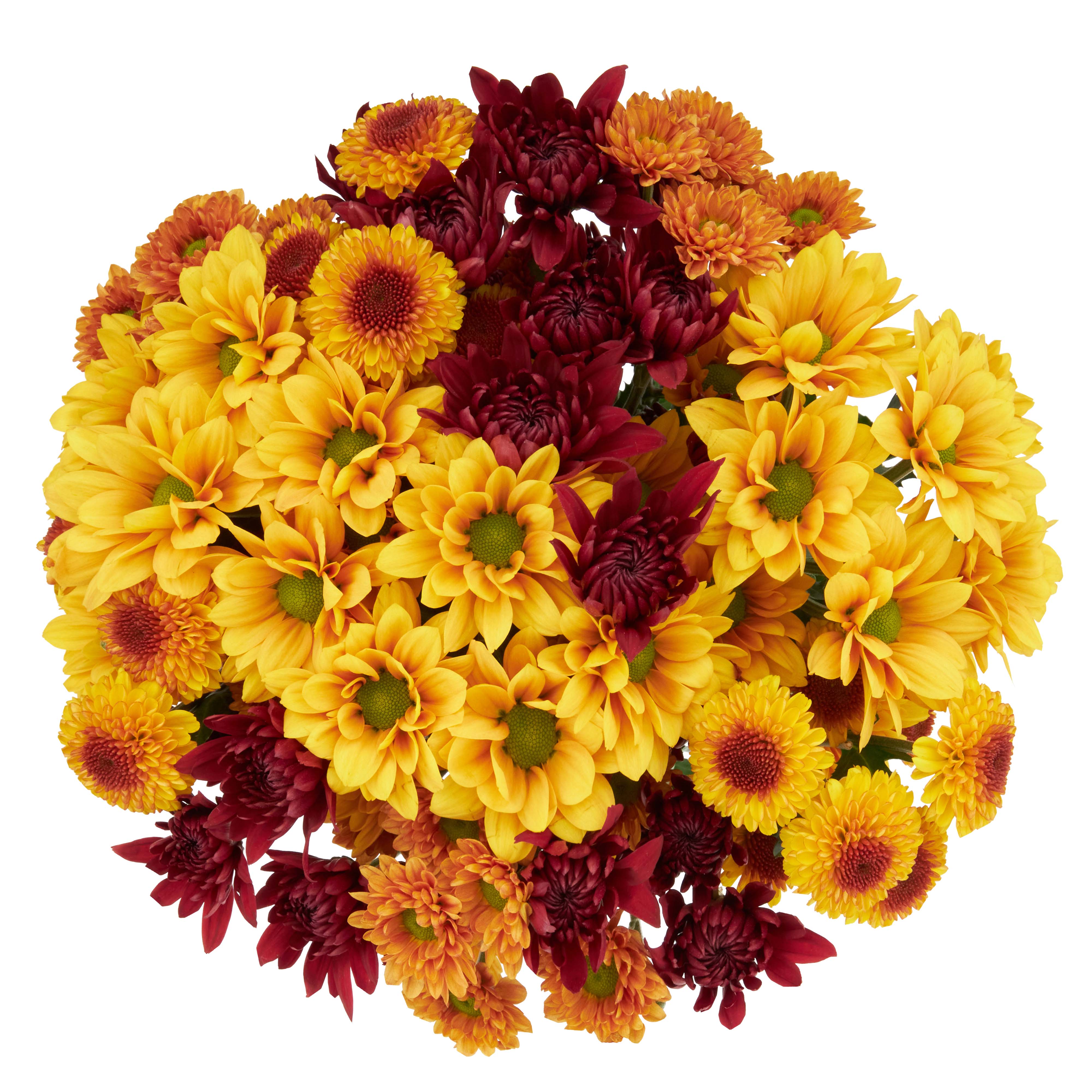 FreshCut Large Rainbow Poms Flower Bunch, Colors Vary