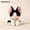 Black & White Devon, variant on GlobalBreeze Cute Cat Plush Toy – Yaya Series, Soft Stuffed Animal Kitty Doll, Fluffy Minky Plushie for Desk Decor, Cozy Companion Gift for Kids & Cat Lovers