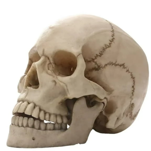 1pc 1: 1 Skull Head Resin Skull Head Craft Personalized Ornaments Halloween Horror Decoration