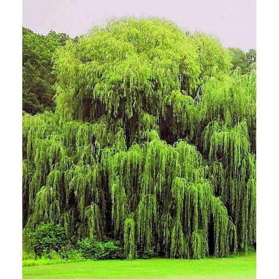 4 Weeping Willow Trees - Beautiful Arching Canopy - Grow 4 Golden Weeping Willow Trees