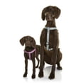 thumbnail image 4 of Doog USA HARPBSS Toto Harness, Pink & Black Stars - Large, 4 of 5