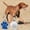 Blue#572, variant on RuiJiao Personalized Pet Tag Dog Tag Tag Alloy Metal Glitter Dog Tag Blank Dog Tag Pendant Engraved Pet Accessory