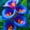 E, variant on Calla lily, Low Maintenance - Easy Grow - Ideal for Beds Borders, Plant Pots & Planters
