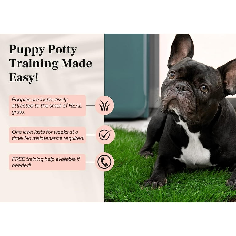 Potty Training How Often To Feed French Bulldog Puppy With Tray