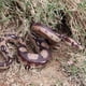 thumbnail image 4 of sweethay 2 piezas de juguetes de serpiente de simulación pitón dorado aterrador realista falso Reptiles de juguete regalo de Halloween Juguetes, 4 of 6