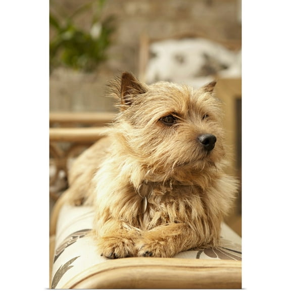 Great BIG Canvas | Rolled Karyn Millet Poster Print entitled Sunny Spot