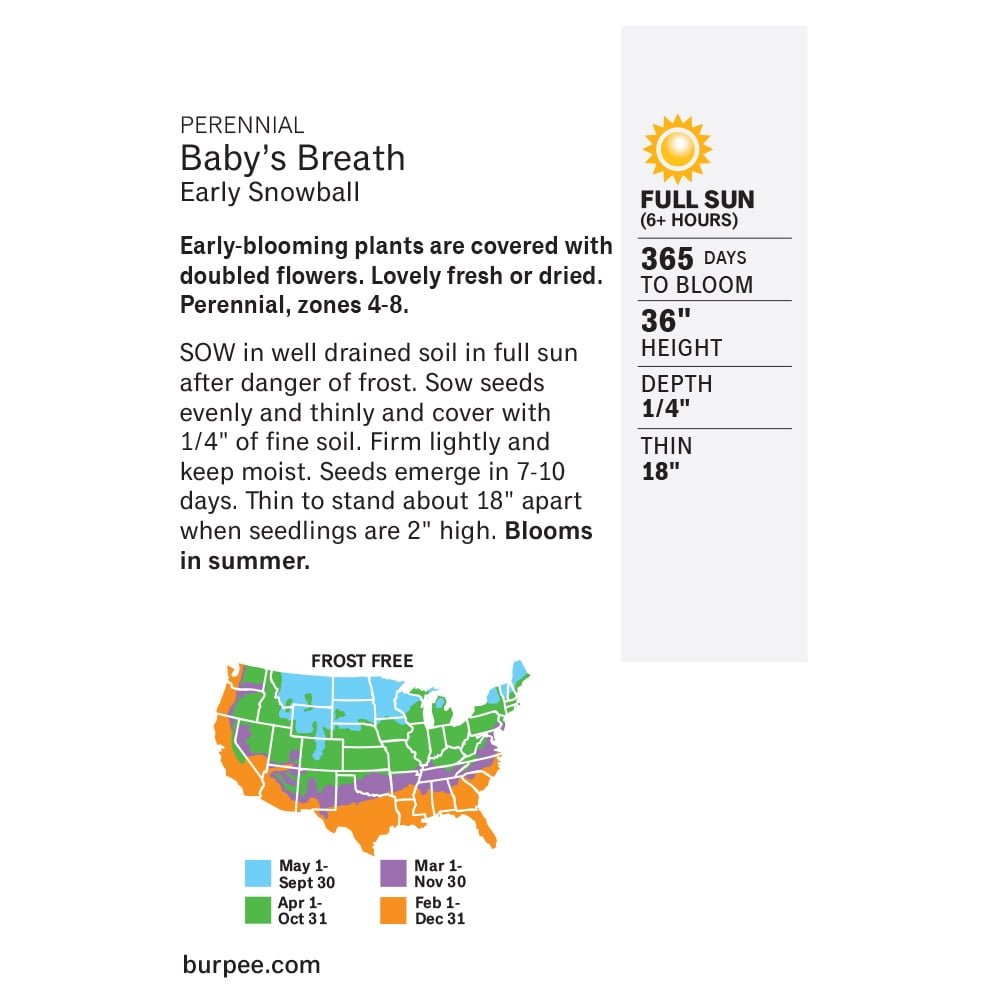 Burpee Early Snowball Baby's Breath Seeds 250 Seeds