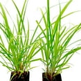 thumbnail image 3 of 2 Cymbopogon Citratus – Live West Indian Lemongrass Plants in 2.5" Nursery Cubes | Evergreen Perennial Herb with Natural Citrus Scent for Home & Garden, 3 of 7