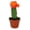 Orange, variant on Red Puff Euphorbia Cactus - 1 Live Starter Plant - Grafted Euphorbia Trigona - Colorful Architectural Crowned Cactus Succulent