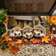 thumbnail image 5 of Felpudo con Diseño de Calabaza y Hojas de Arce Otoñales | Alfombra Decorativa para Entrada, Halloween y Acción de Gracias | Alfombra de Poliéster Suave para Baño, Cocina y Porche | Felpudo Lavable y, 5 of 6