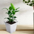 thumbnail image 5 of 10-Pack Gardening Nursery Pots with Drage Holes, 3 Gallon White Pots for Indoor Outdoor Plants Flowers Vegetable, 5 of 7