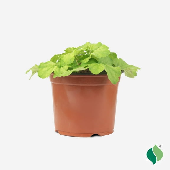 1 Gallon Heuchera Delta Dawn