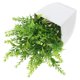 thumbnail image 1 of unbranded Planta De Lavanda Artificial En Maceta De Plástico Para Interior Y Oficina, 1 of 6