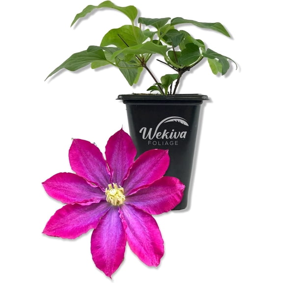 Clematis Pink Champagne - Live Starter Plant in a 2 Inch Growers Pot - Starter Plants Ready for The Garden - Rare Clematis for Collectors