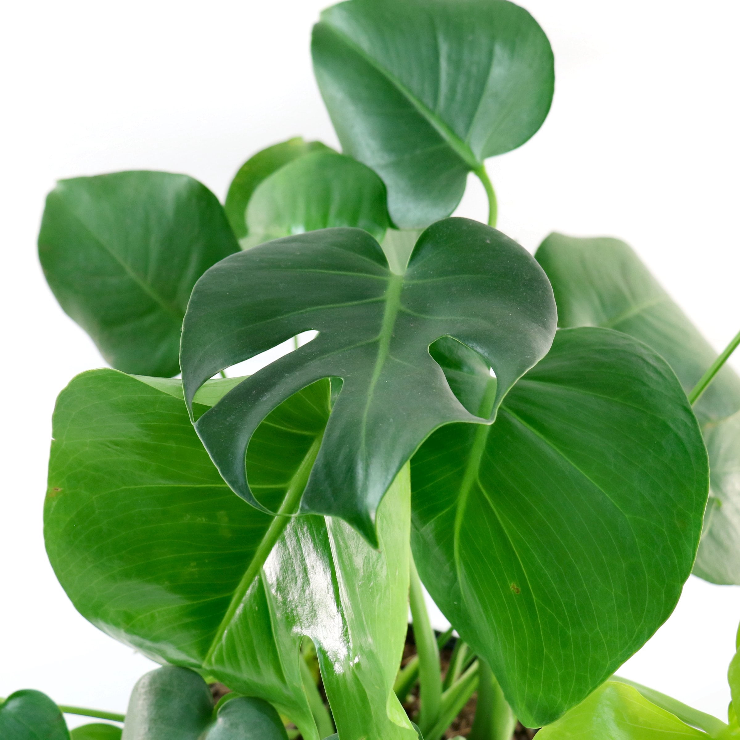 4 in. Philodendron Monstera Thai Constellation Plant in Grower Container