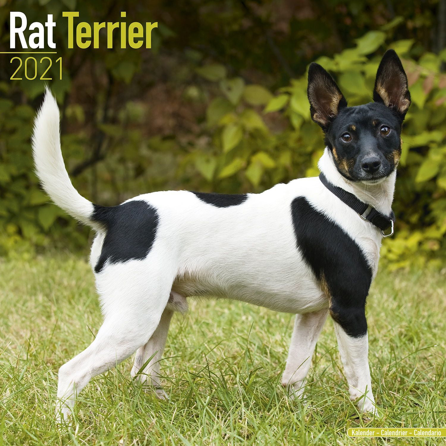 do rat terriers shed
