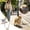 White, variant on Dog Harness for Small Medium Dogs Cute Embroidery Dog Backpack Harness with Built-in Snack Pocket Adjustable Dog Harness and Leash Set No Pull