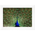 thumbnail image 2 of Natural, Symmetric and Colorful Male Peacock in Sunlight, Animals Framed Art Print Wall Art by Pascal Halder Sold by ArtCom, 2 of 5