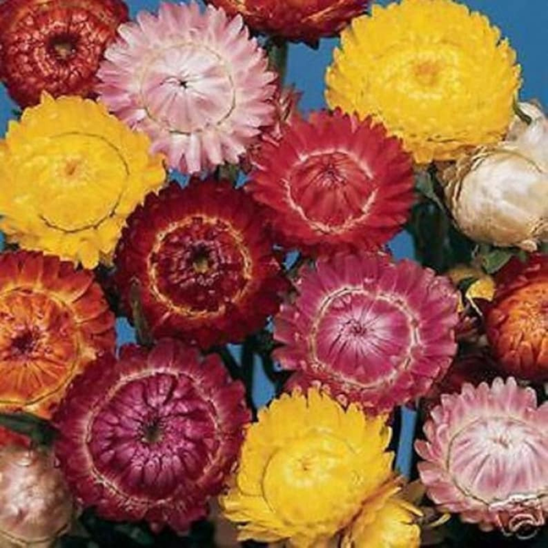 100 Strawflower (Dwarf) Seeds, Tom Thumb Mix, Perennial