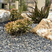 Mexican Beach Pebbles, Round River Rock Landscape Garden Stones 20 pounds