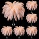thumbnail image 1 of Plumas de Avestruz Berlune 150 Pzs Naturales 30-35 cm Champagne, 1 of 6