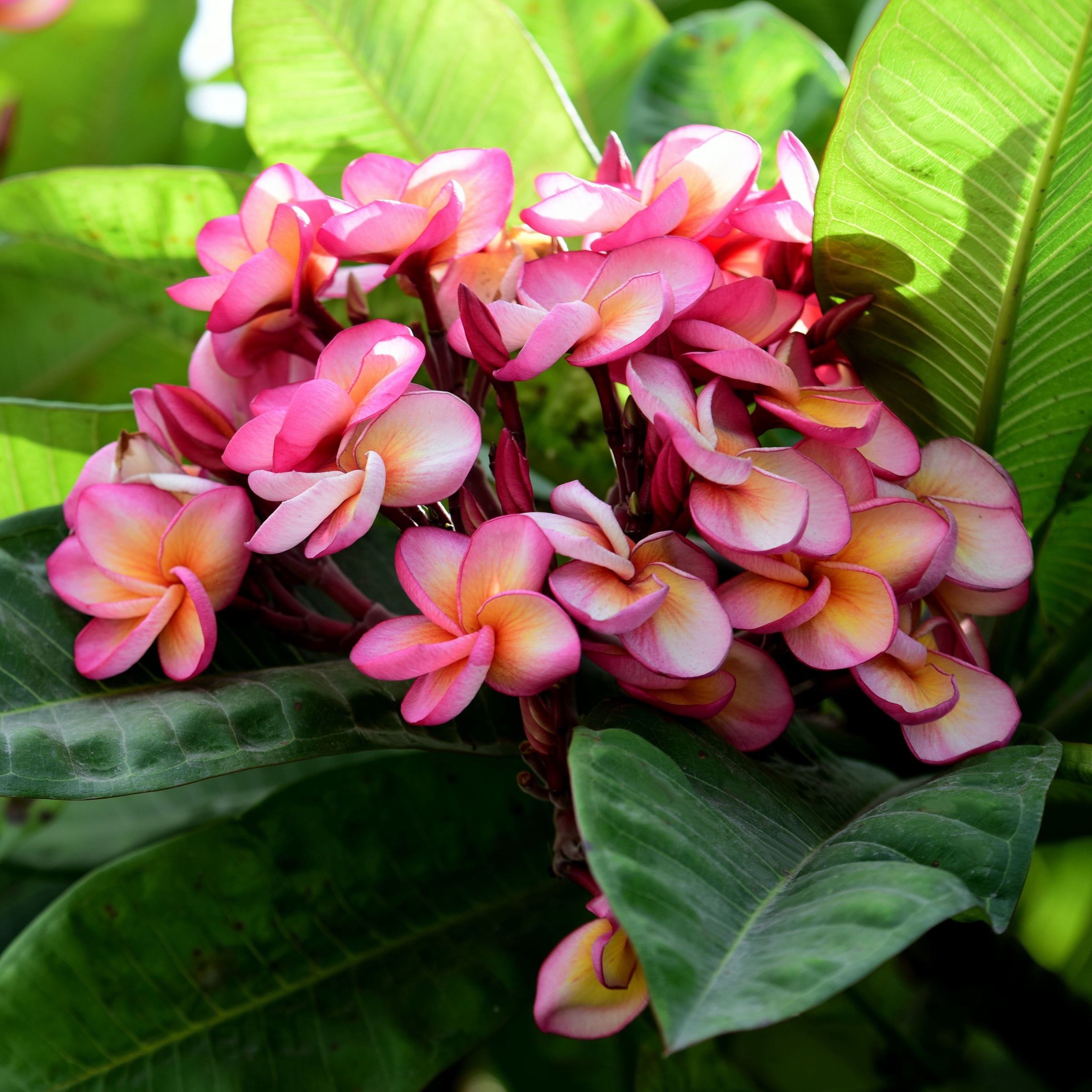 1 gal. Plumeria Mabela Plant with Multicolor Flowers