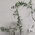 thumbnail image 6 of OIUR Lighted Artificial Olive Garland 6FT Fairy Light Faux Greenery Olive Vine Pre-lit Olive Garland for Spring Christmas Holiday Fireplace Decor, 6 of 6
