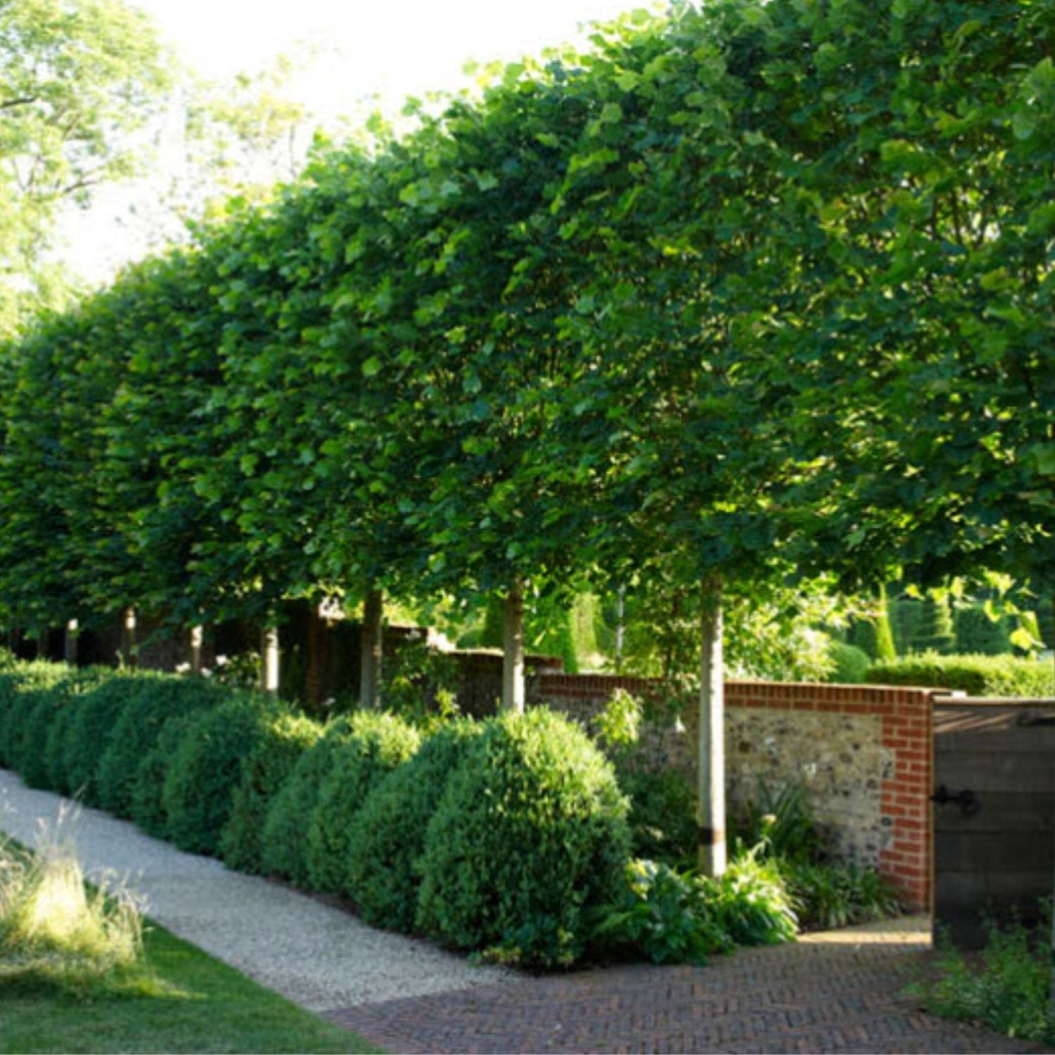 Expert Gardener 2-3' Hornbeam Frans Fontaine in 1 gal. Grower Pot