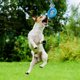 thumbnail image 3 of Dog Chew Toys, Rubber Dog Toys For Aggressive Chewers, Tough Toys For Training And Cleaning Teeth, Indestructible Dog Toys For Small/ Medium/ Large Do, 3 of 4