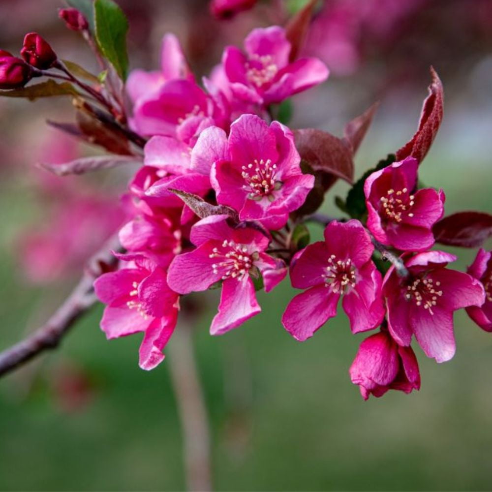 Expert Gardener 2-3 ft tall Prairiefire Crabapple Live Tree in 5-Gallon Grower Pot
