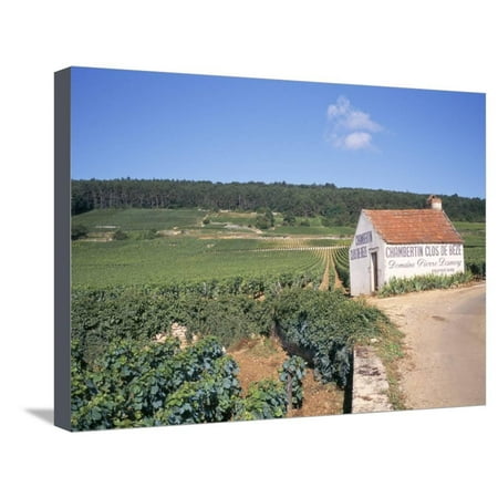 Vineyards on Route Des Grands Crus, Nuits St. Georges, Dijon, Burgundy, France Stretched Canvas Print Wall Art By Geoff (Best Grand Cru Burgundy)