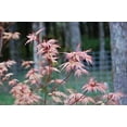 coral pink japanese maple - beautiful coral pink leaves in spring light ...