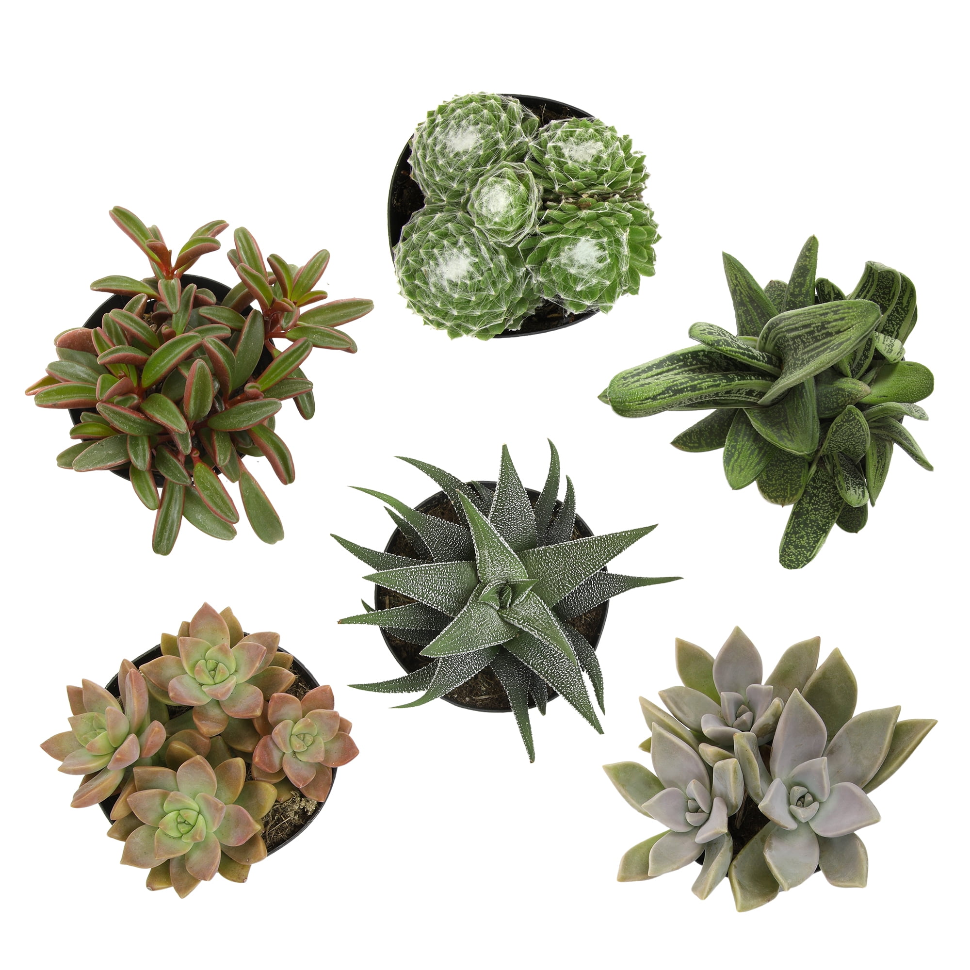 Altman Plants Pet-safe Succulents (6-pack) Easy Care Indoor Plants in 3.5 in. Grower Pots