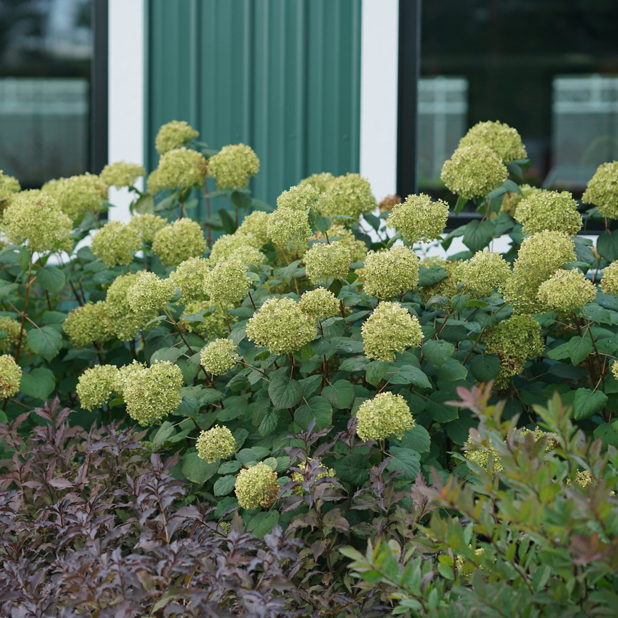Proven Winners ColorChoice 6" Pink Invincibelle Spirit II Smooth Hydrangea Live Plant in 7.5" Pot