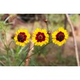 thumbnail image 2 of 1000 PLAINS COREOPSIS (Golden Tickseed) Coreopsis Tinctoria Flower Seeds, 2 of 3