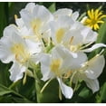 thumbnail image 5 of Live White Ginger Plant Root 1 Pk (Root 2"-4") Partial Shade, 5 of 7