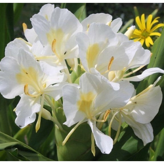 Hawaiian White Ginger Plant Roots Rhizomes 2" (5 Count)