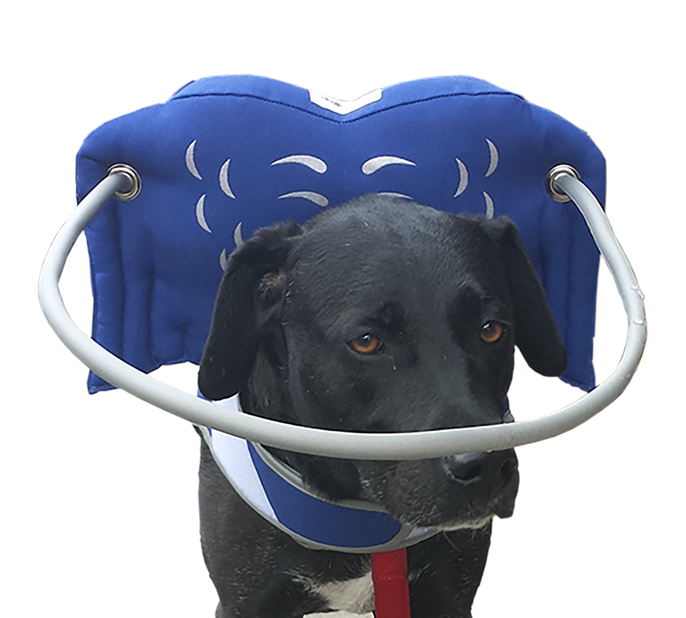 angel wings for blind dogs