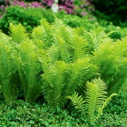 Van Zyverden Fern Tennessee Ostrich Dormant Plant Root Full Shade Green