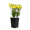 Altman Plants 1 g Asiatic Lily Looks Yellow Pic Pot Plant