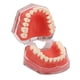 thumbnail image 1 of Modelo de encía ANGGREK Dientes removibles, 1 of 8