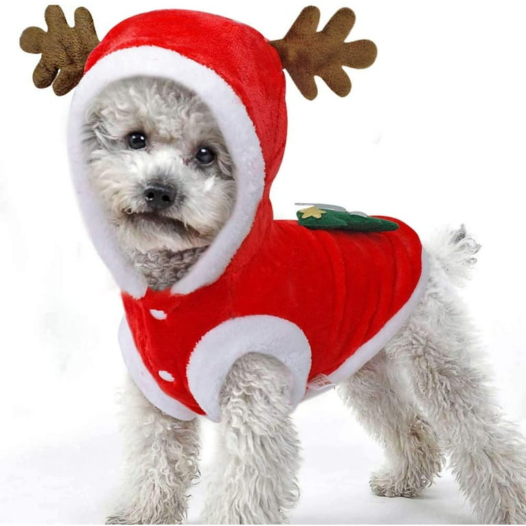 Maltese best sale puppy coat