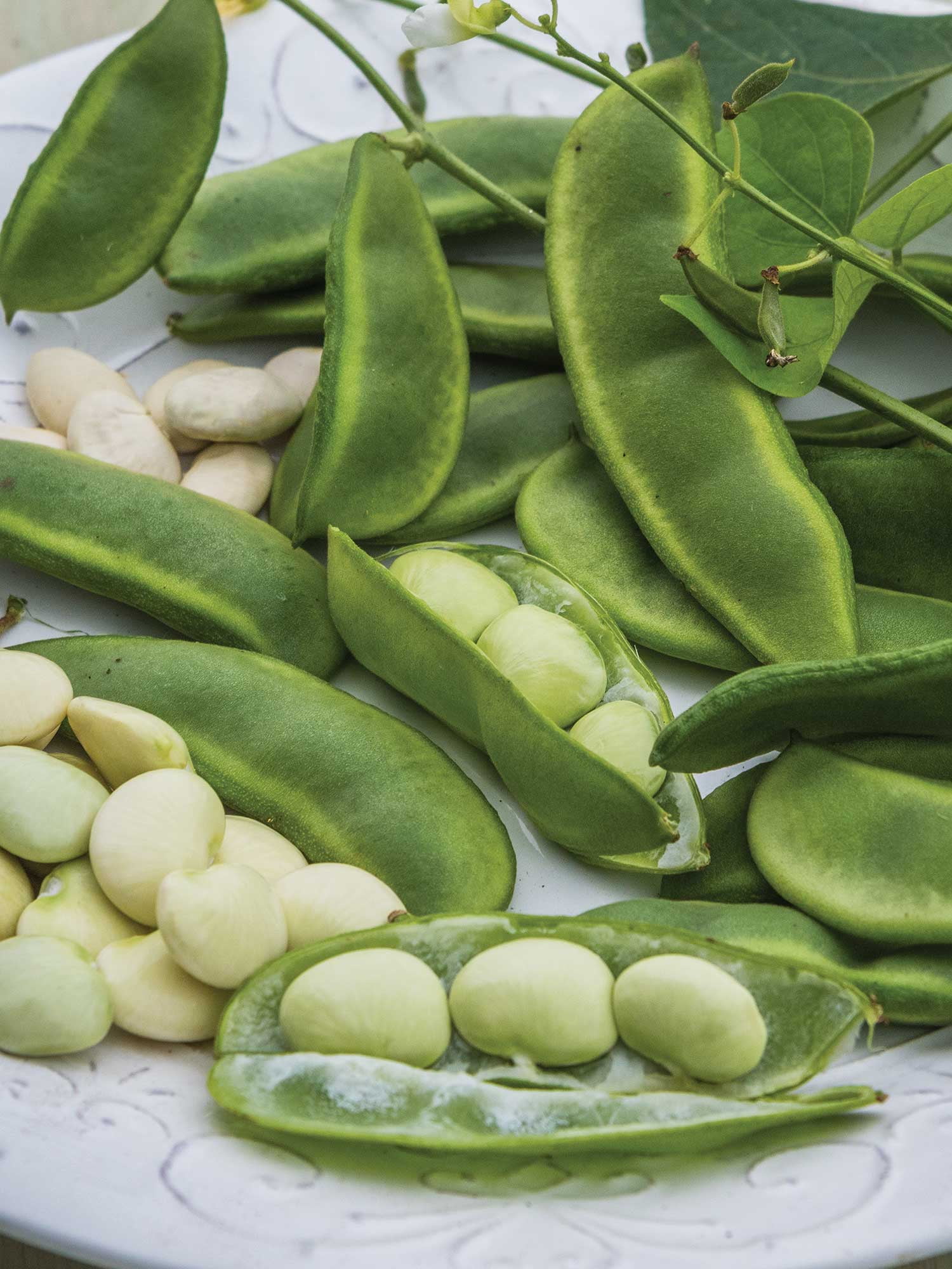 Burpee 18 gm Fordhook 242 Lima Bean Bush, Annual Vegetable, Full Sun